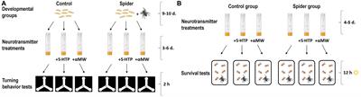 Development under <mark class="highlighted">predation risk</mark> increases serotonin-signaling, variability of turning behavior and survival in adult fruit flies Drosophila melanogaster